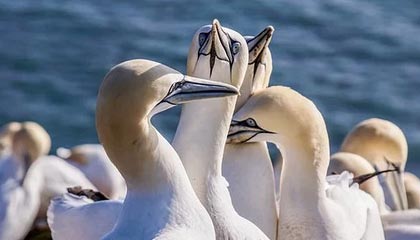 开云网页版-传统豪门的“王者归来”：历史上的欧洲霸主